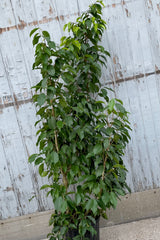 A full view of Ficus benjamina 'Spire' 10" in grow pot against wooden backdrop