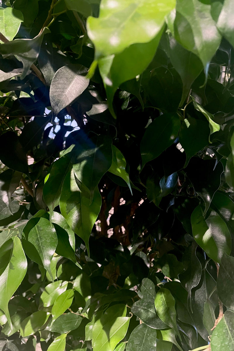 A detailed view of the leaves of the Ficus benjamina 'Spire' 14"