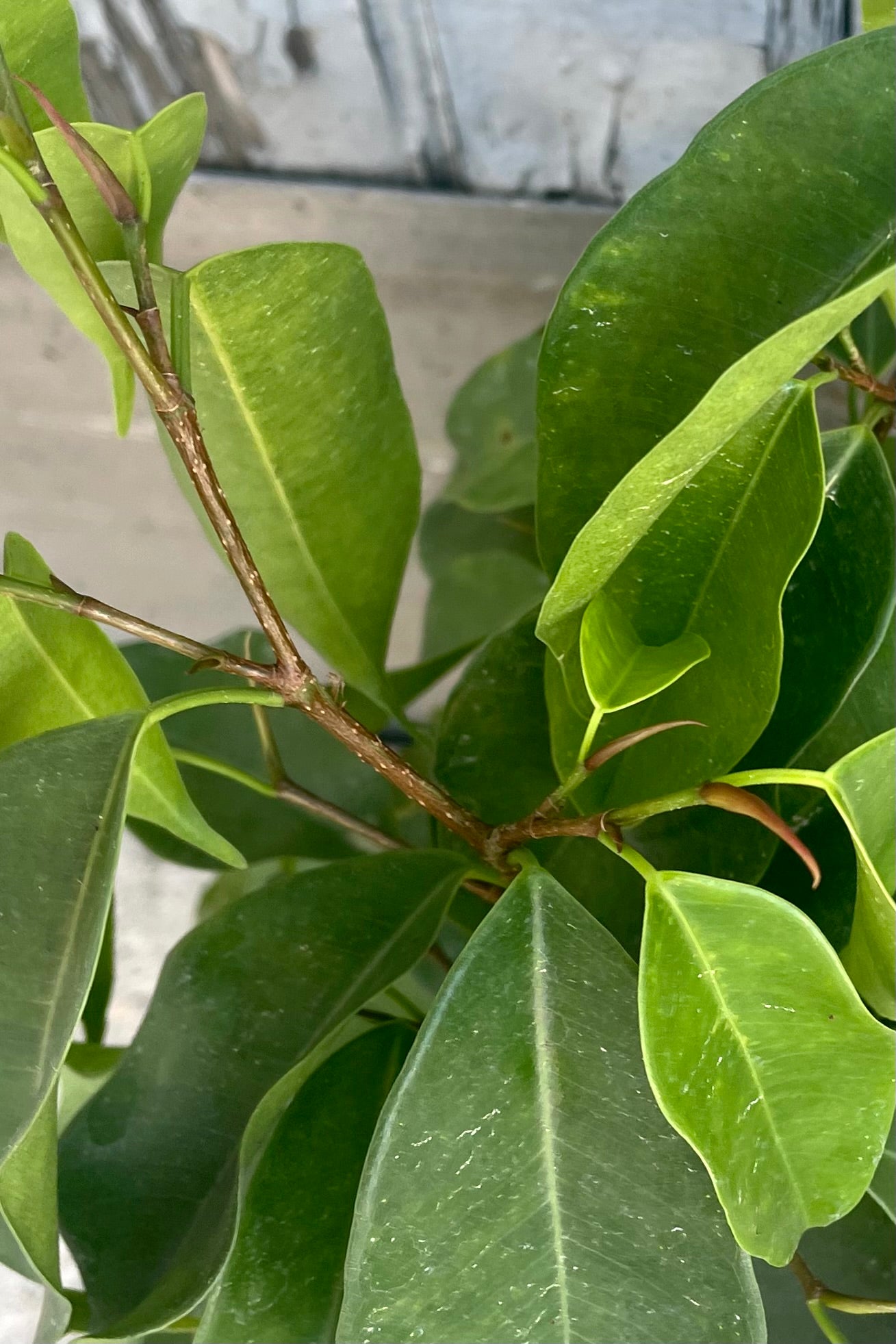 A detailed view of Ficus benjamina 'Spire' 4" 