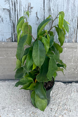 A full view of Ficus benjamina 'Spire' 4" against wood backdrop