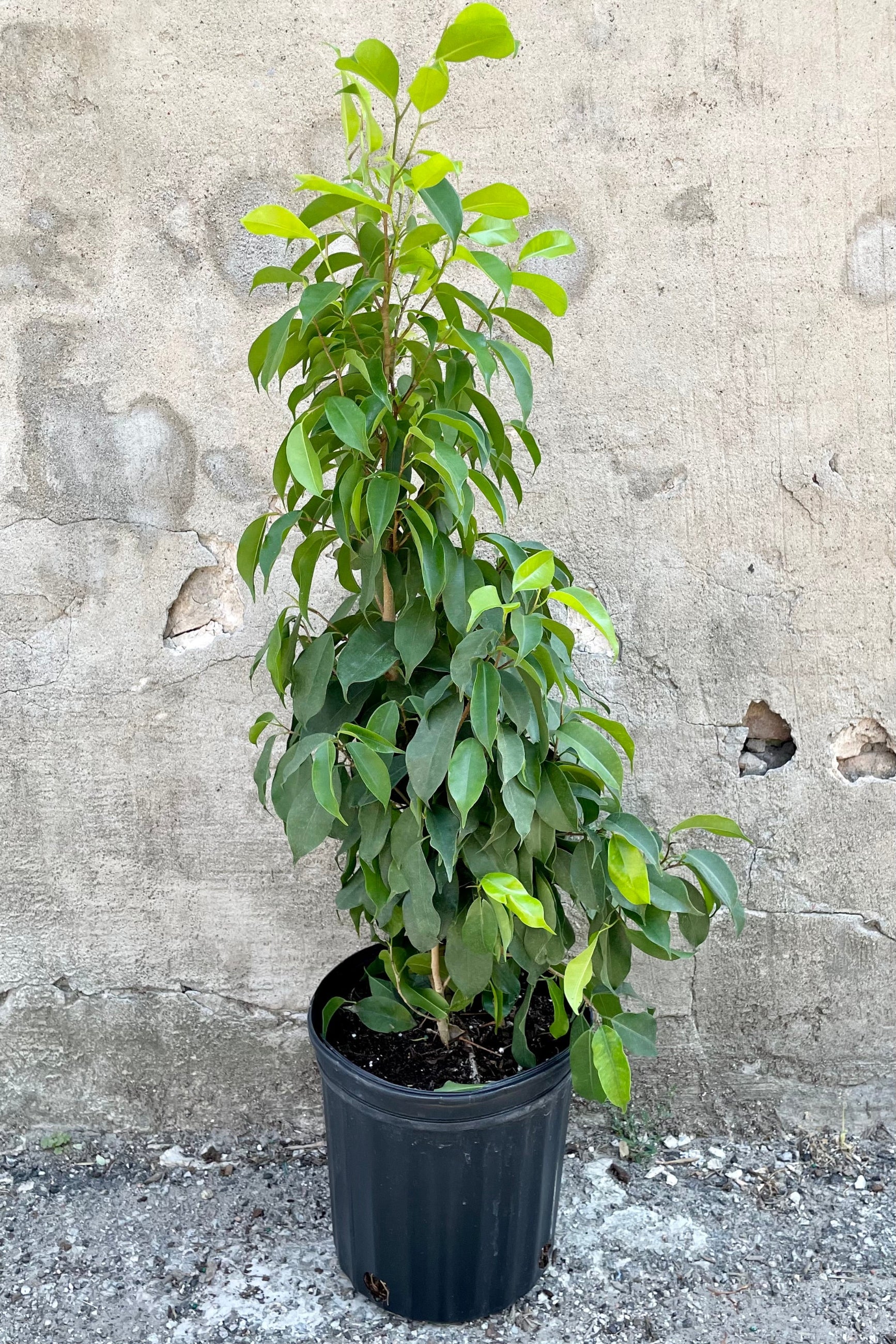 Ficus benjaminia 'Spire' in an 8" growers pot showing its upright column form and green leaves against a concrete wall at Sprout Home. ©Sprout Home