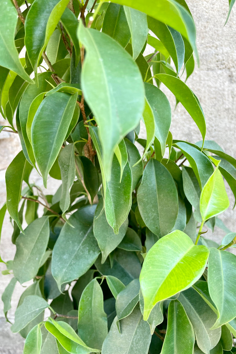 The glossy green ovate leaves of the Ficus 'Spire' at Sprout Home.