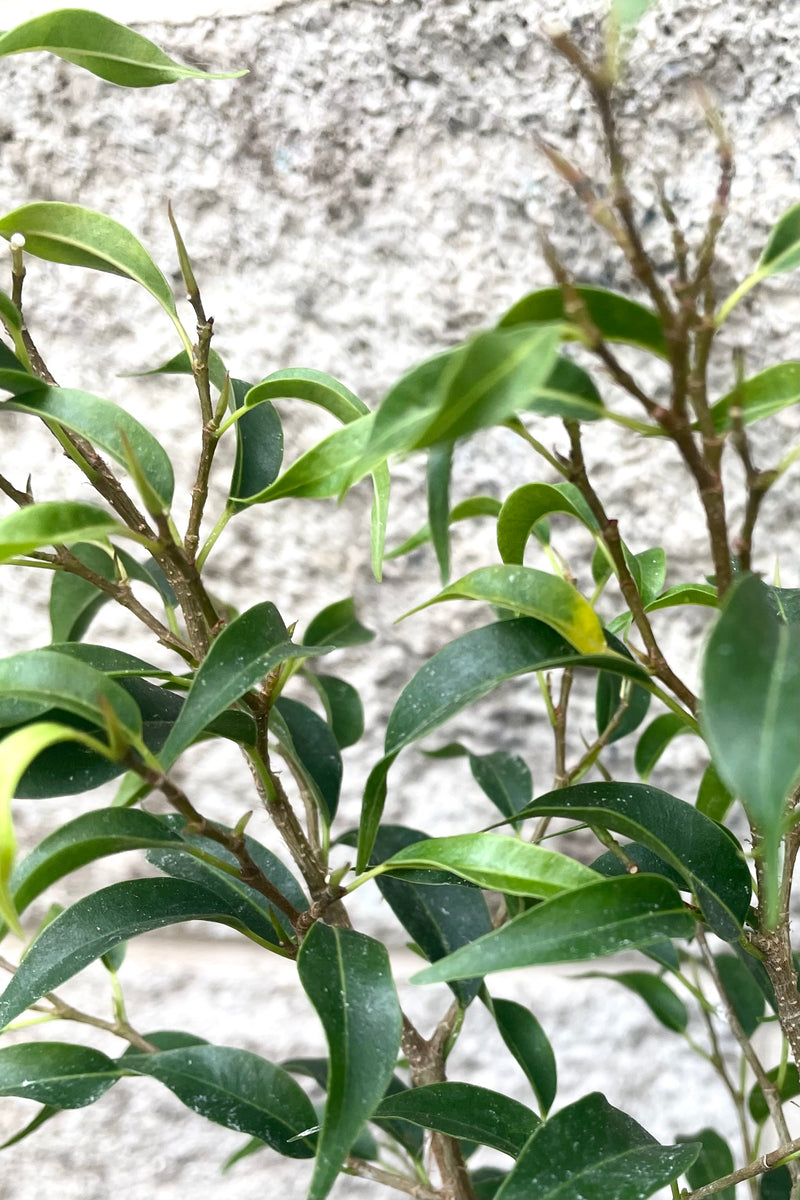 A detailed view of Ficus benjamina 'Too Little' 4" against concrete backdrop