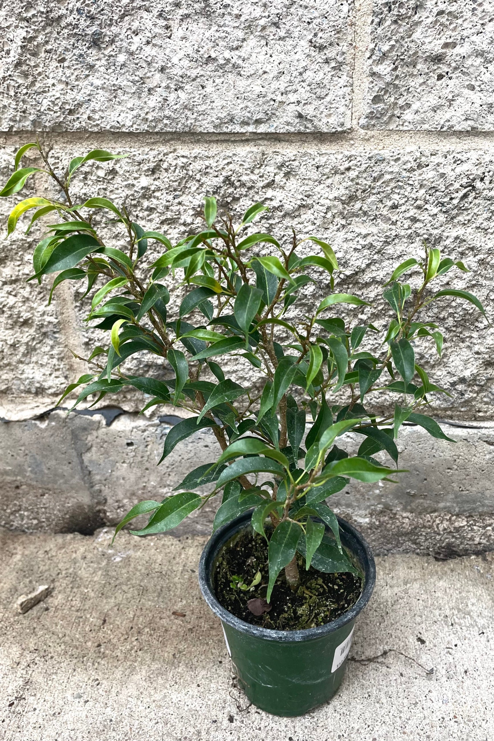 A full view of Ficus benjamina 'Too Little' 4" in grow pot against concrete backdrop ©Sprout Home