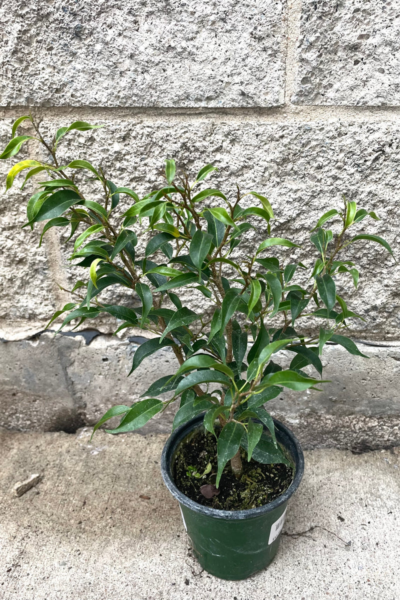 A full view of Ficus benjamina 'Too Little' 4" in grow pot against concrete backdrop