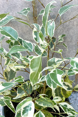 Close up of Ficus benjamina, variegated foliage
