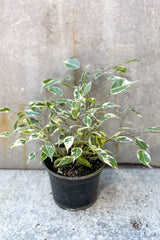 Ficus benjamina, variegated 6" in front of grey background
