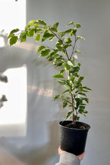 A photo of the green and white leaves of Ficus benjamina in a black pot