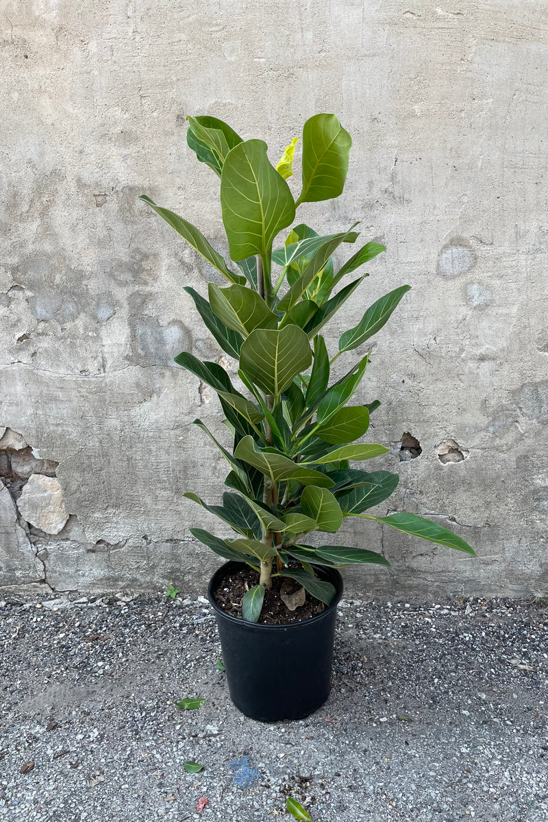 Ficus benghalensis 'Audrey' in a 10" growers pot bush form.