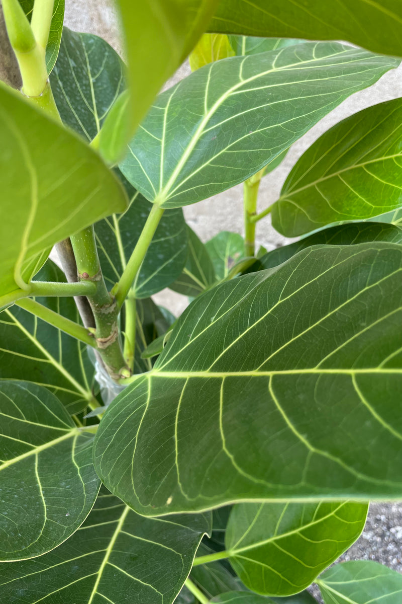 Detail picture of the striking leaves of the Ficus 'Audrey'