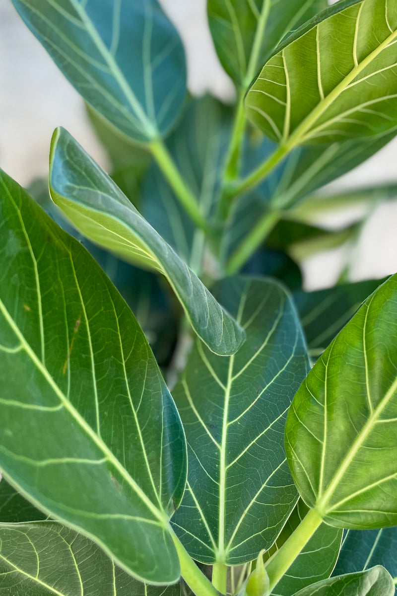 Close up of Ficus benghalensis 'Audrey' standard form leaves