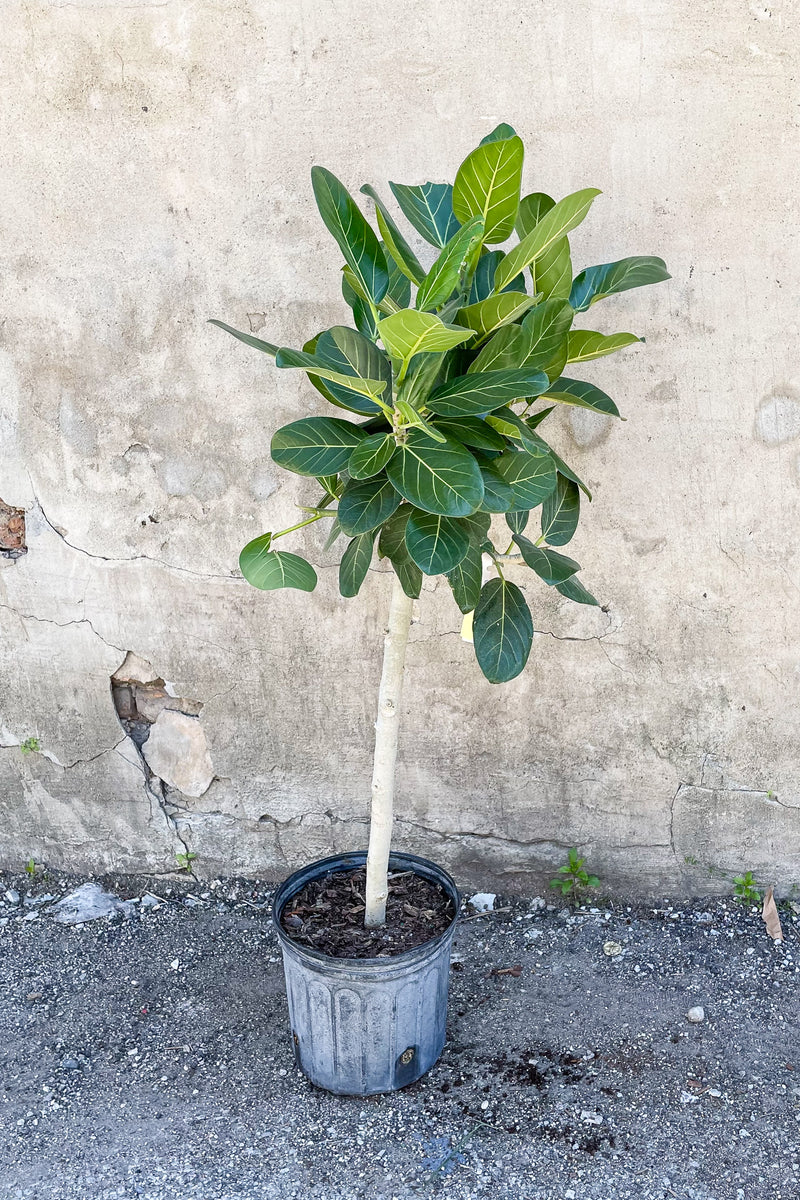 Ficus benghalensis 'Audrey' standard form potted in front of concrete wall