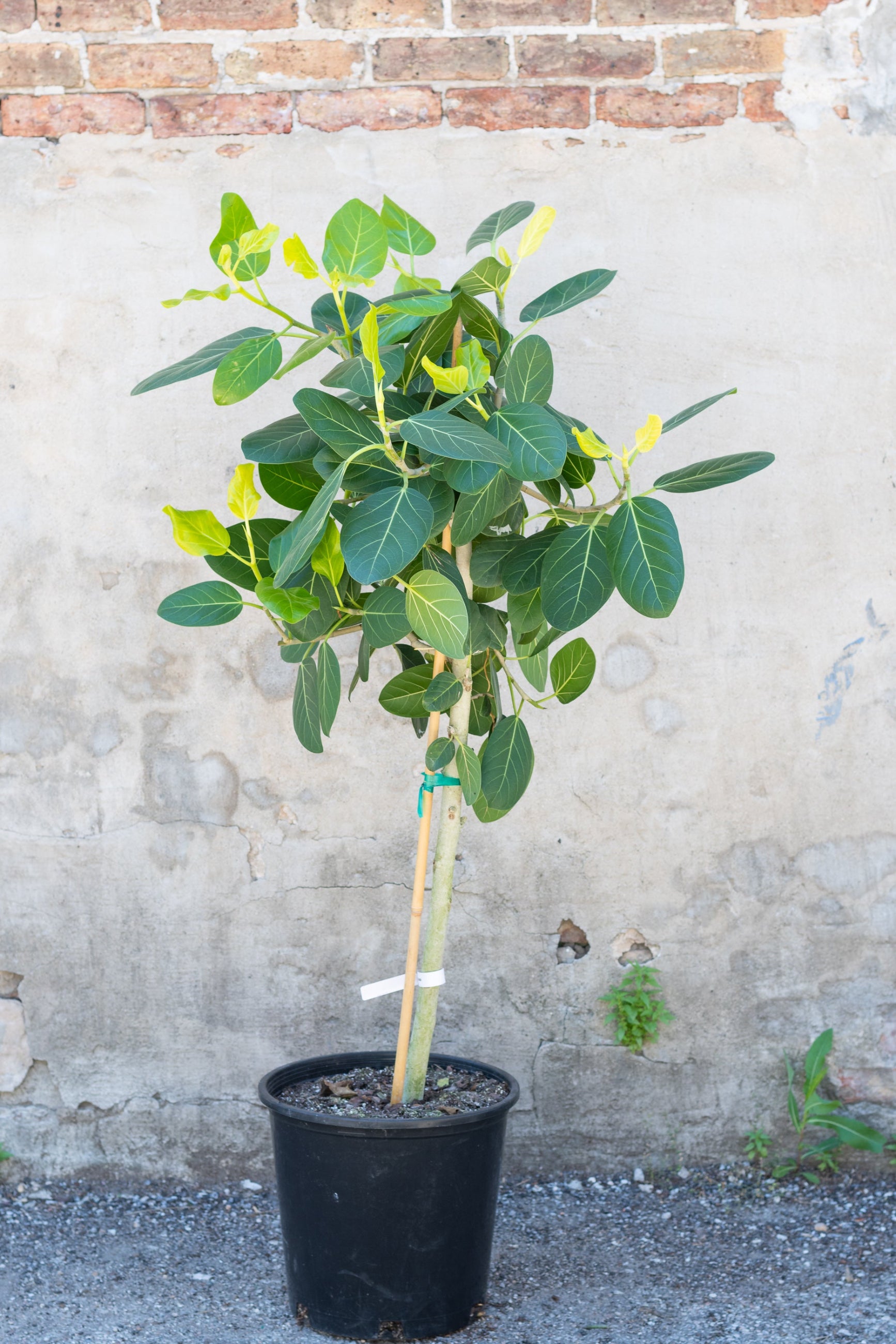 Large Ficus benghalensis 'Audrey' in grow pot in front of grey concrete wall ©Sprout Home