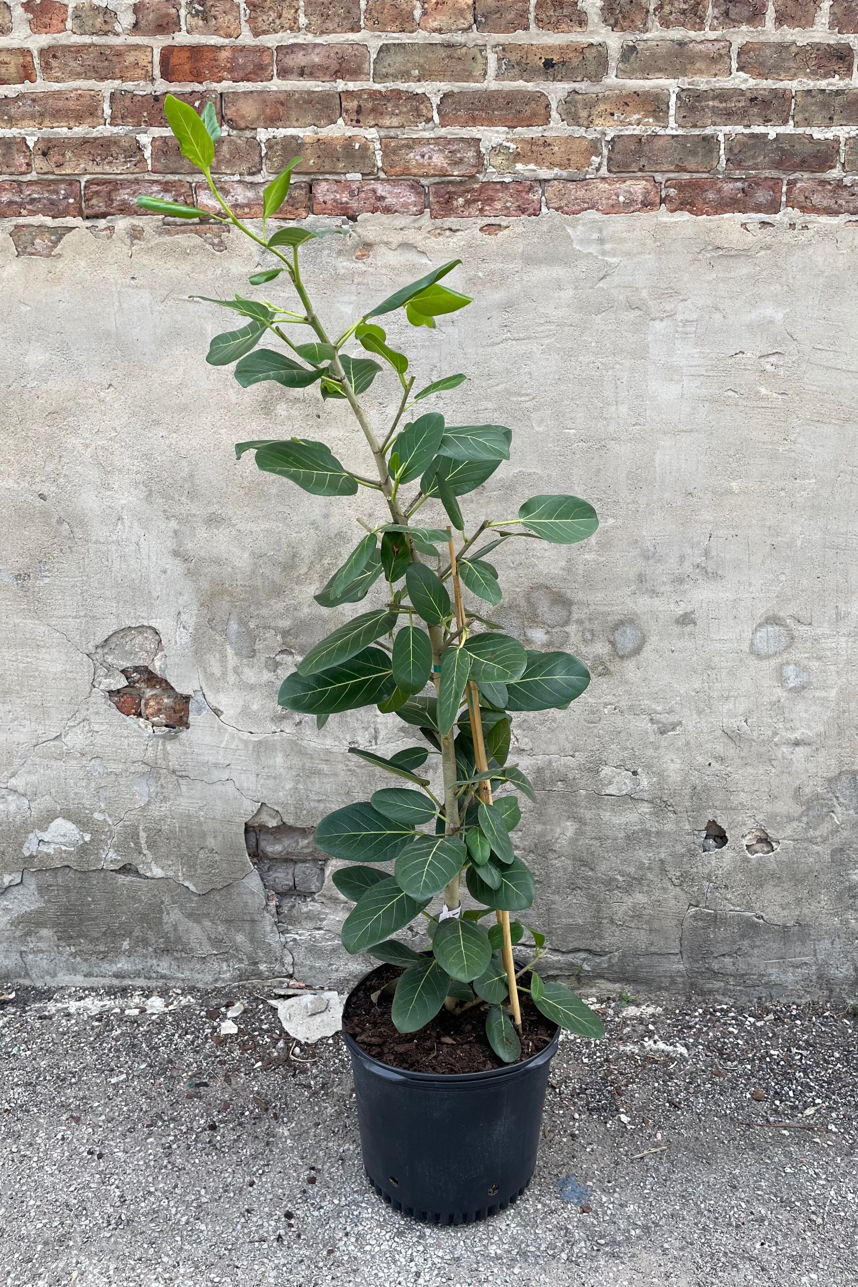 Ficus Audrey in a column form against a concrete wall ©Sprout Home