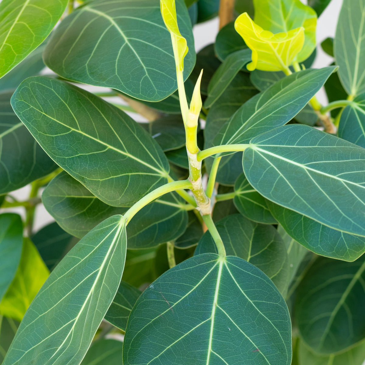 Ficus benghalensis 'Audrey' 14