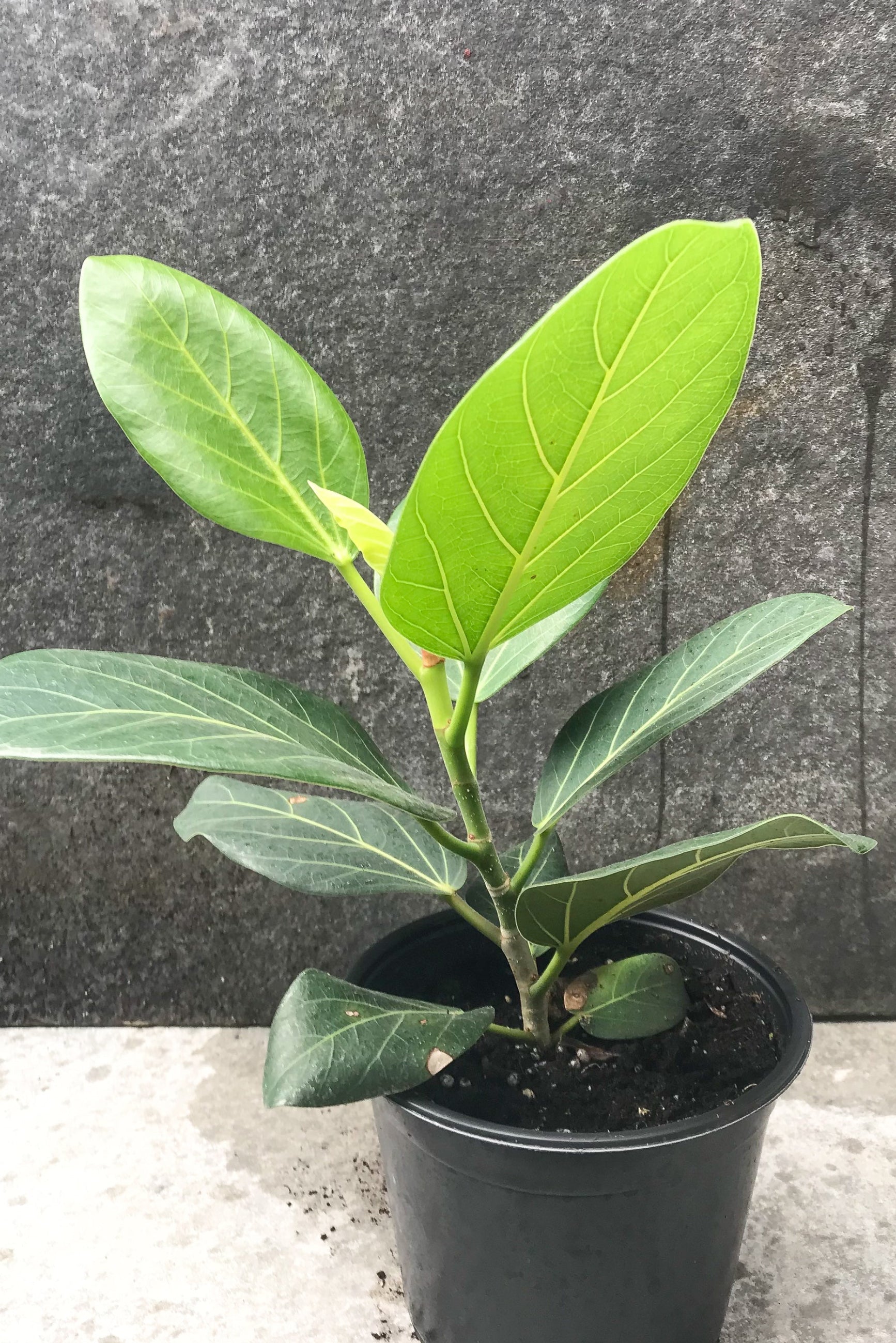 FIcus Audrey în a 6" growers pot against a gray wall ©Sprout Home