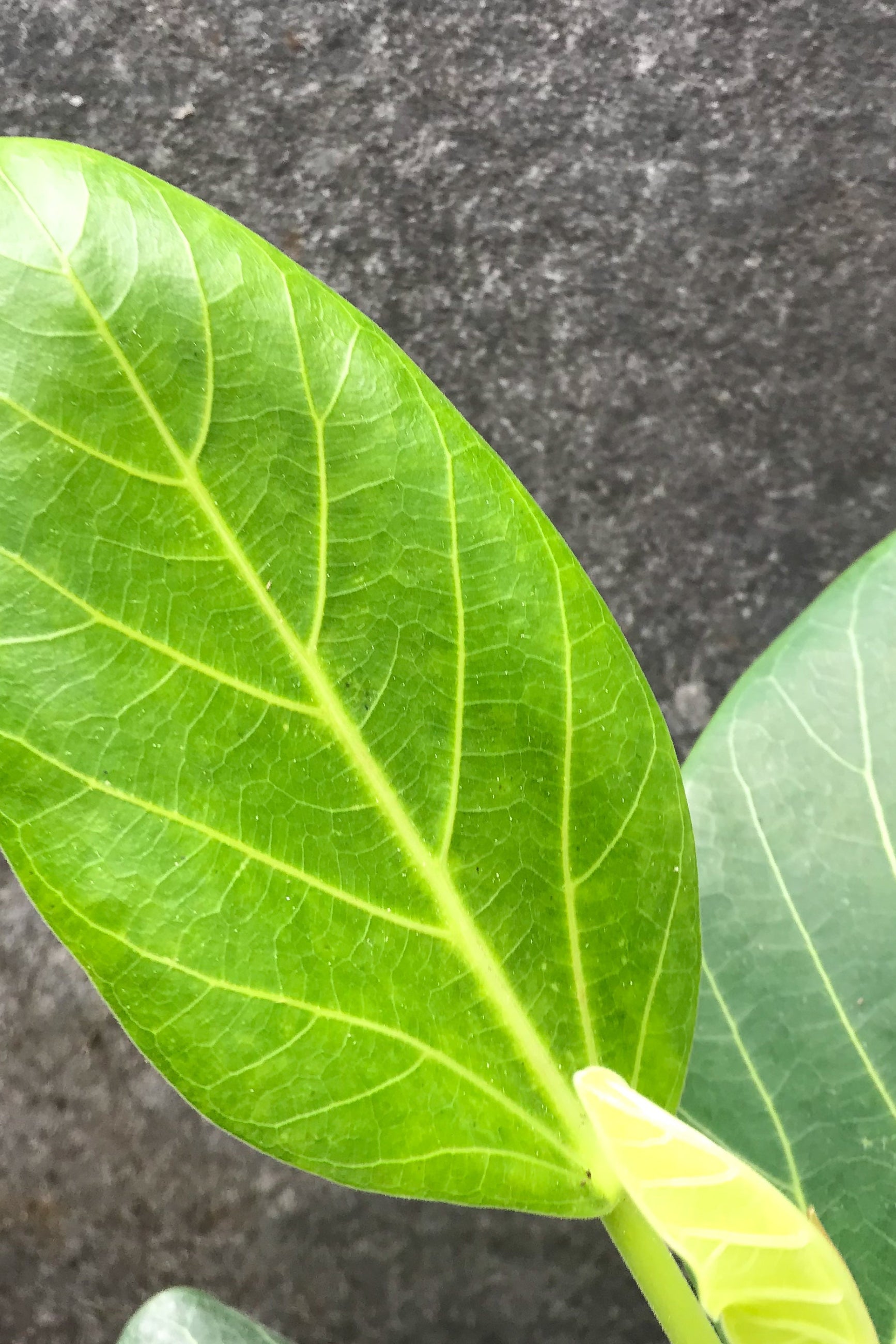 Ficus Audrey leaf up close ©Sprout Home