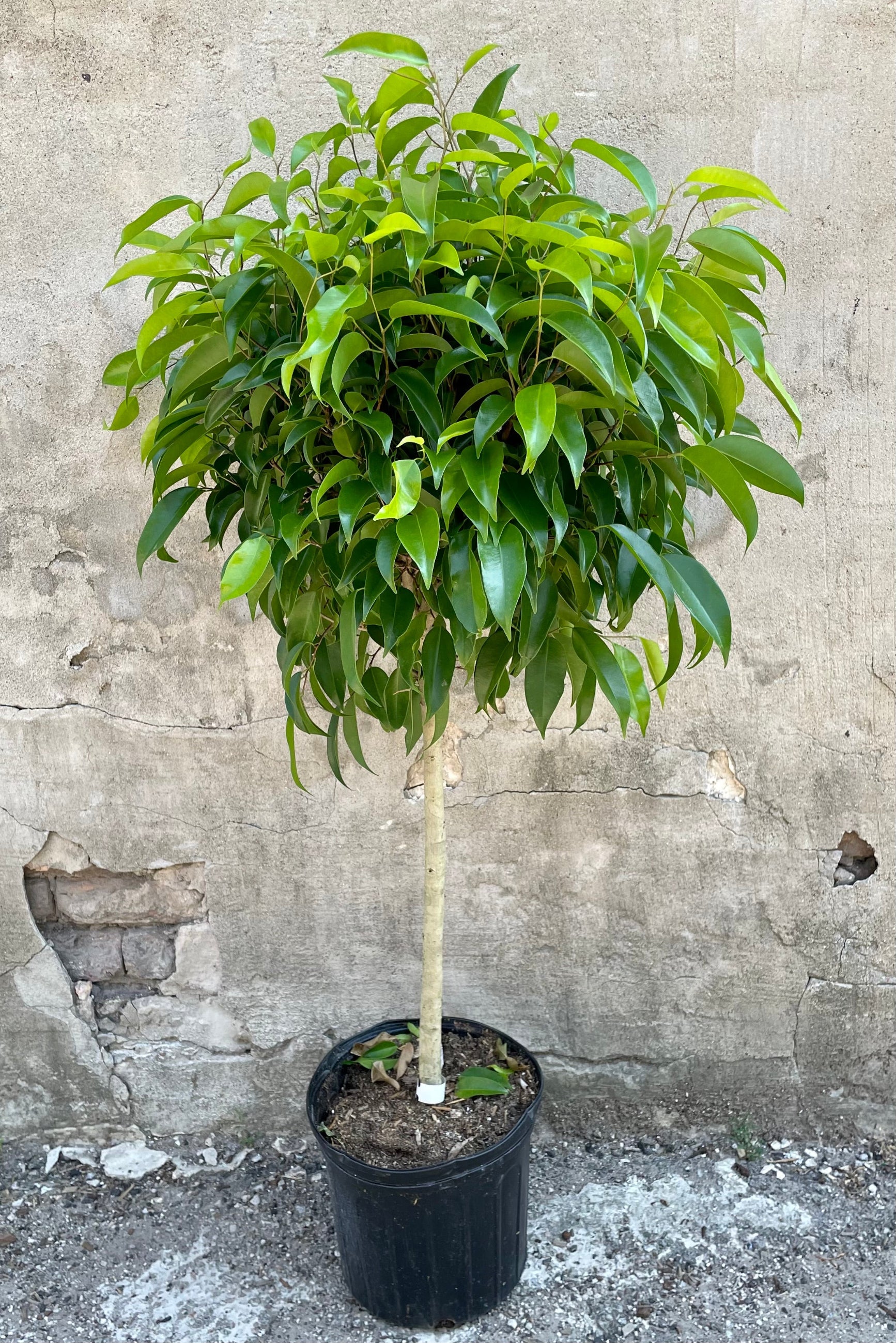 The Ficus 'Mini Amstel King' in its glory against a gray wall showing off its green ovate leaves at Sprout Home.  ©Sprout Home