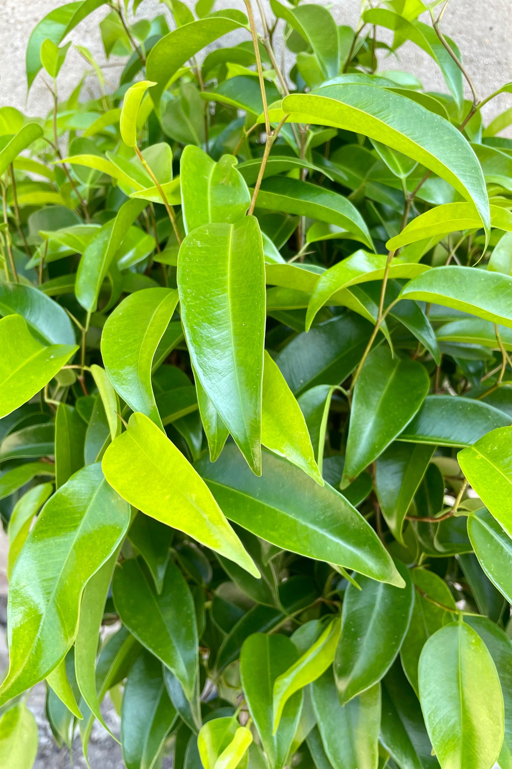 The ovate to lance shape green shiny leaves of the Ficus 'Mini Amstel King' at Sprout Home.  ©Sprout Home