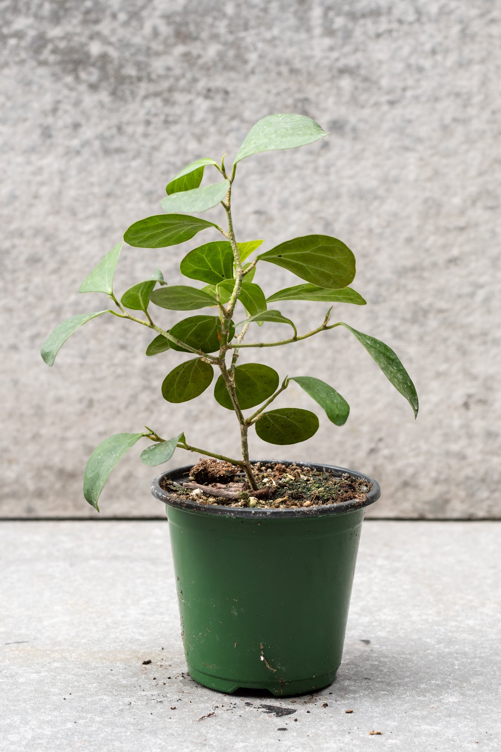 Ficus deltoidea 4"