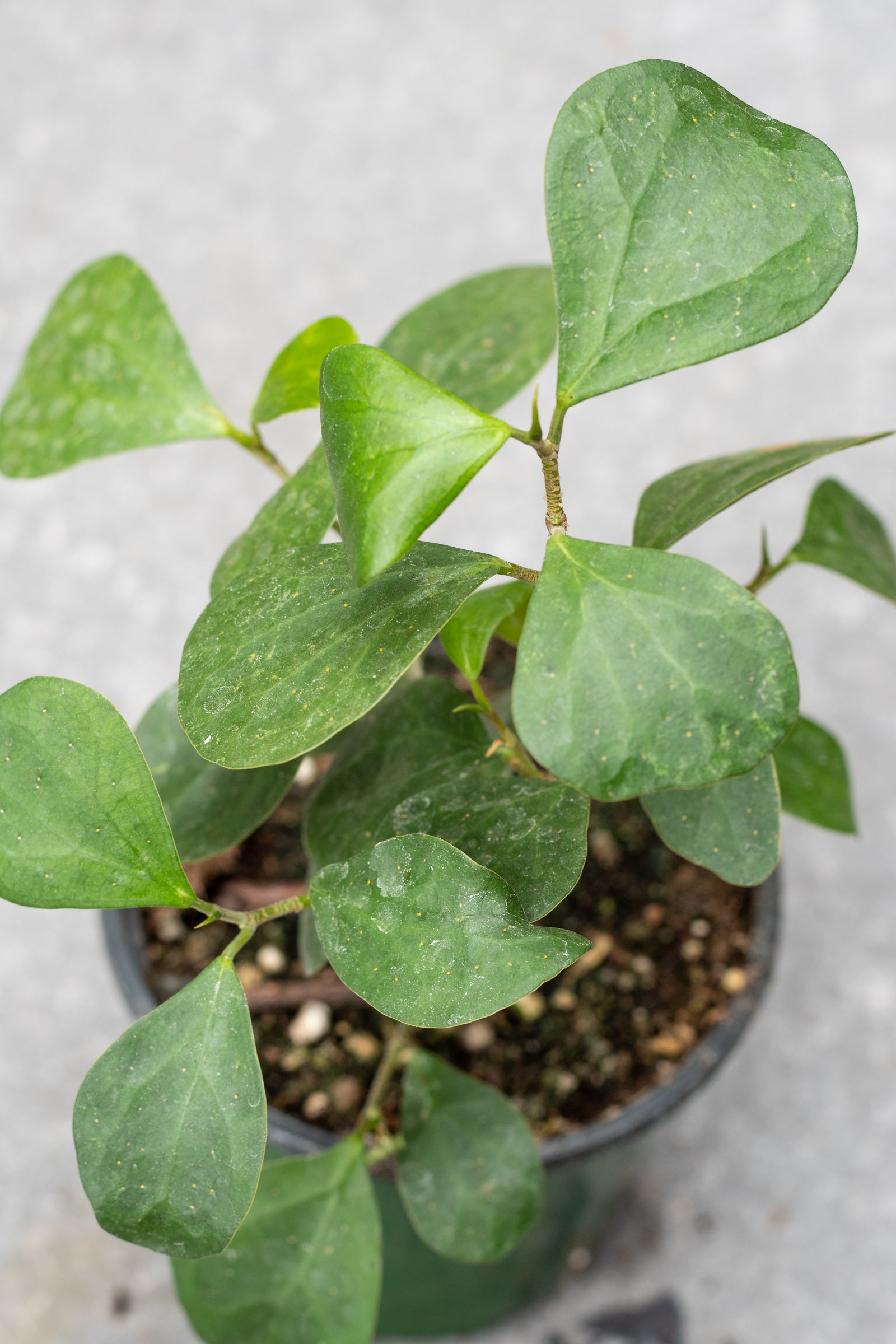 Ficus deltoidea 4"