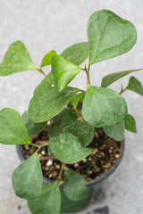 Ficus deltoidea 4"