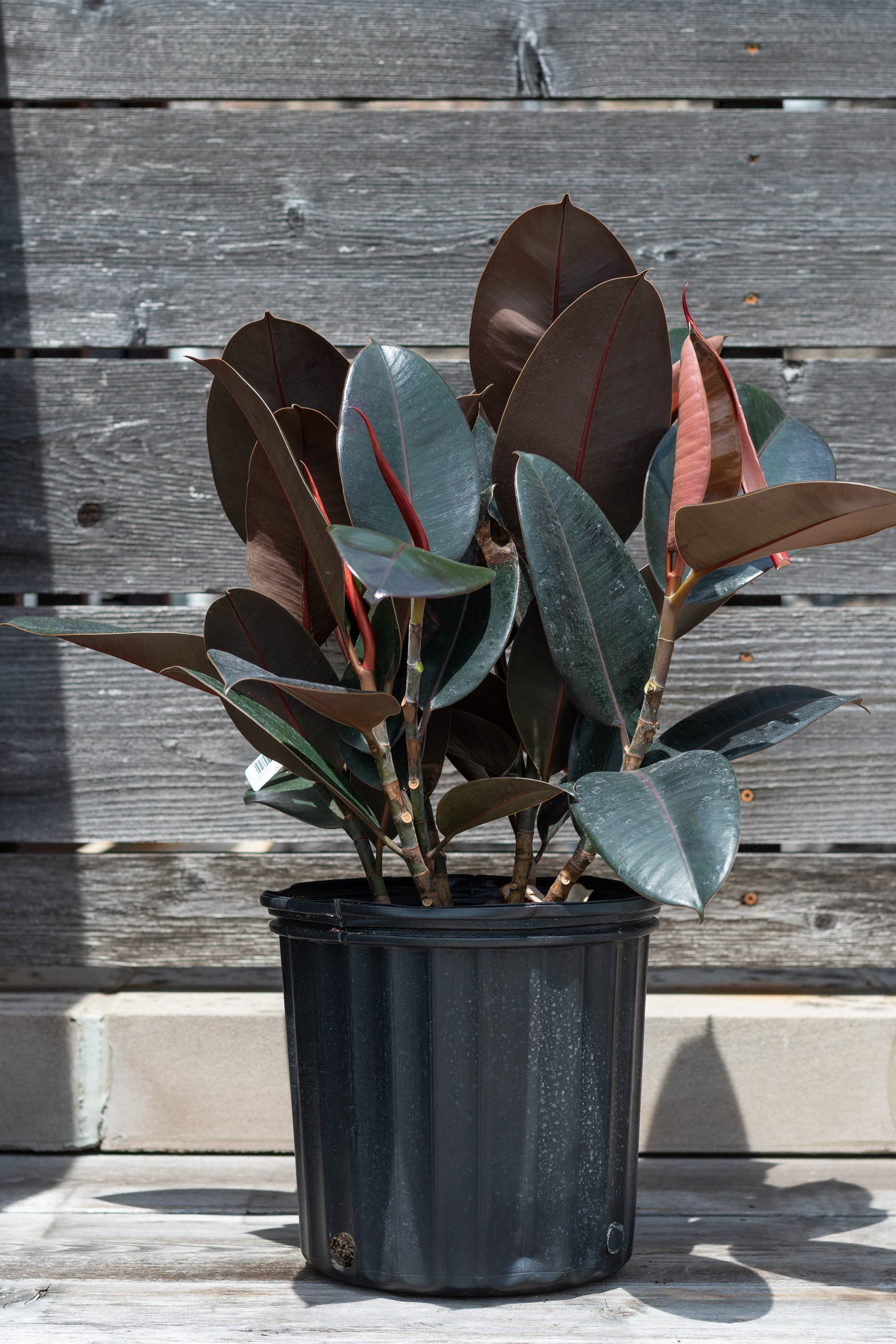 Ficus elastica 'Burgundy' potted in front of grey wood background