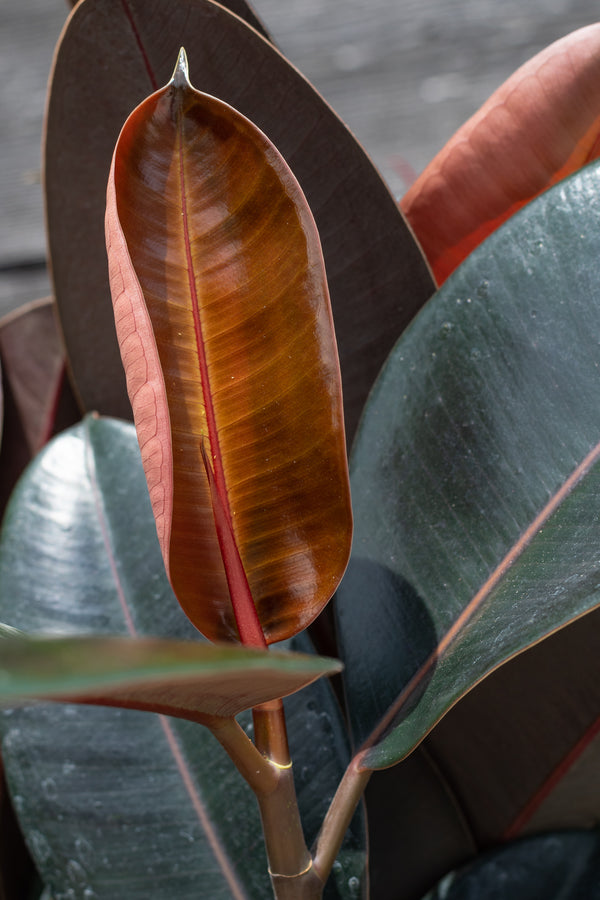 Close up of Ficus elastica 'Burgundy' new leaf