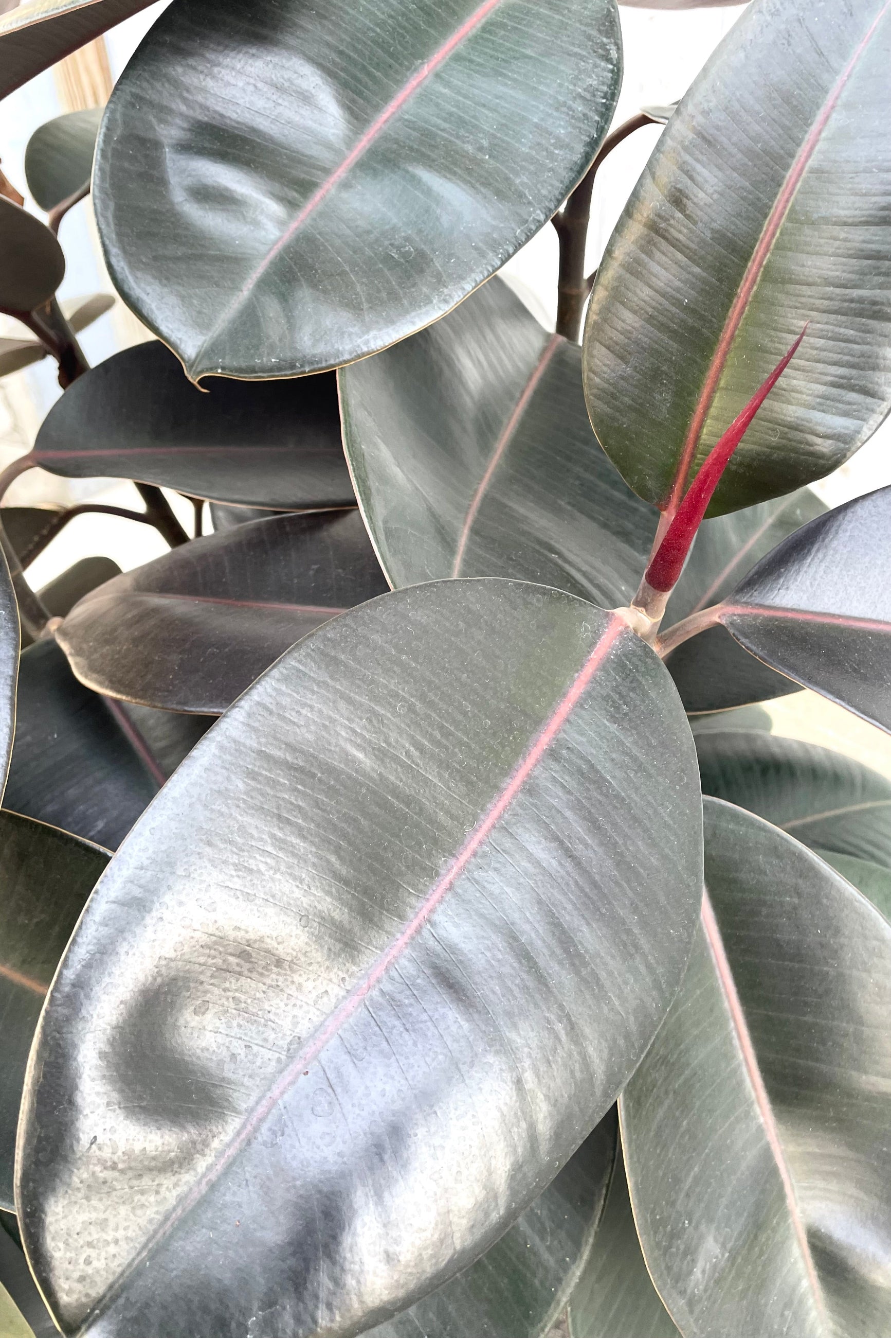 A detailed view of Ficus elastica 'Burgundy' 14"  ©Sprout Home