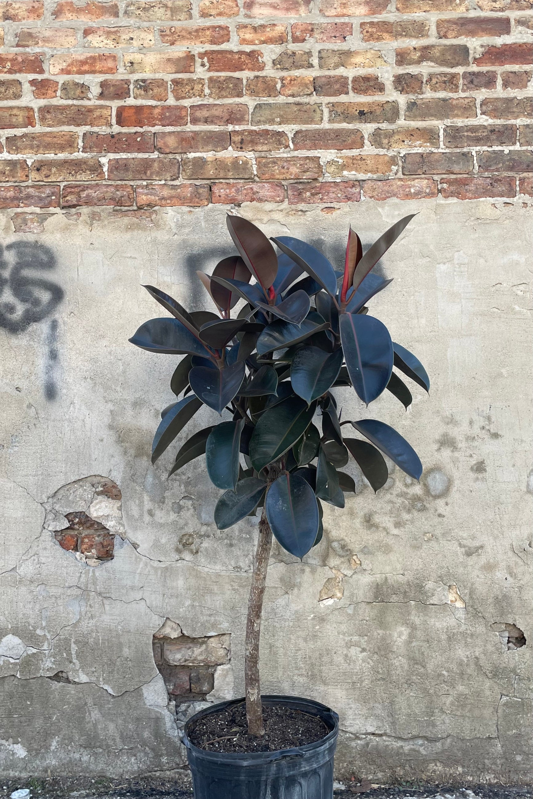 A full view of Ficus elastica standard form 14" against a concrete and brick backdrop ©Sprout Home