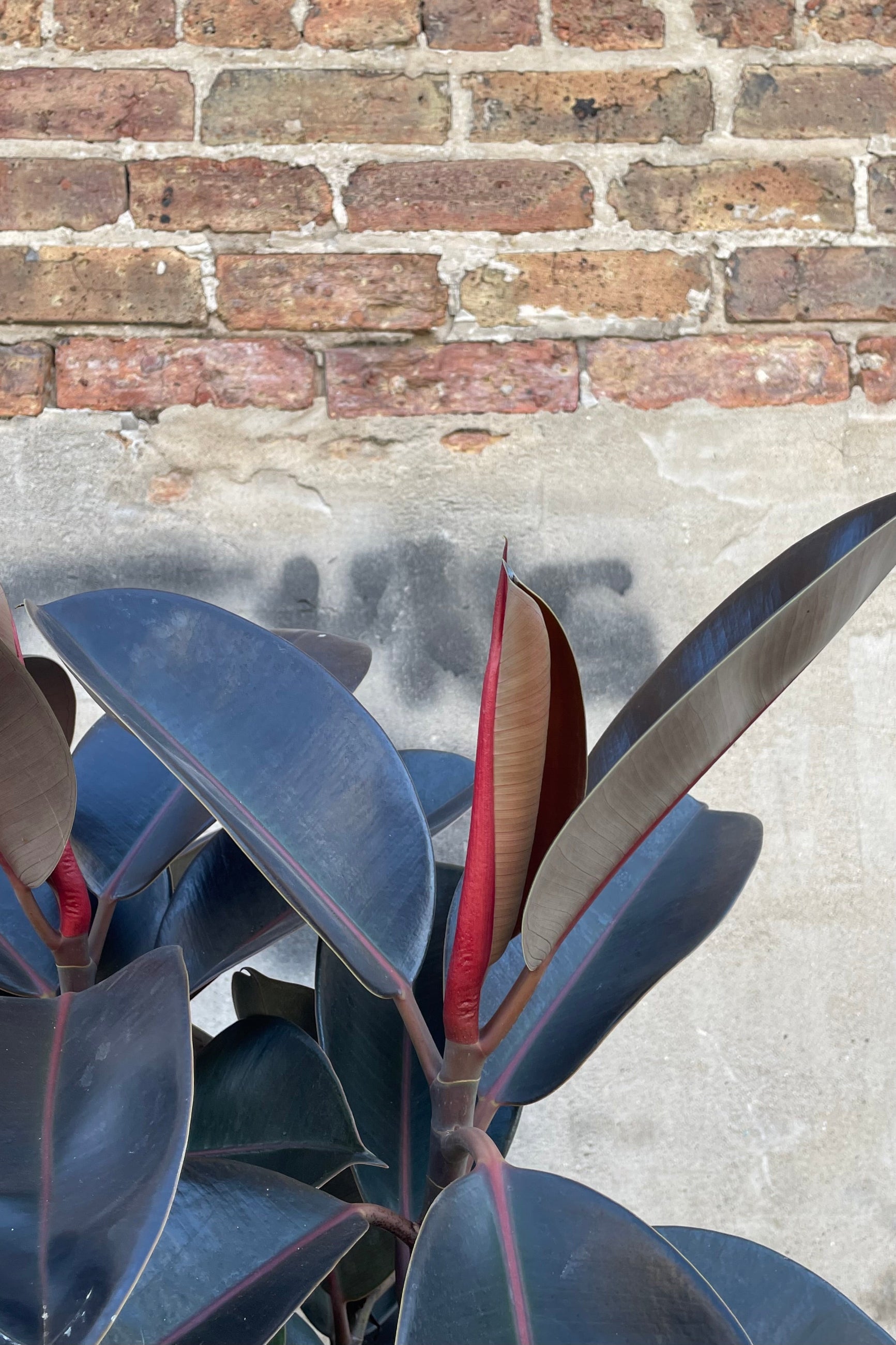A detailed view of Ficus elastica standard form 14"  ©Sprout Home
