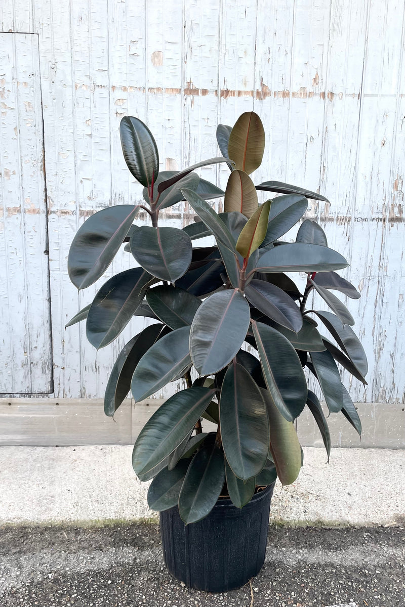 A full view of Ficus elastica 'Burgundy' 14" in grow pot against concrete backdrop