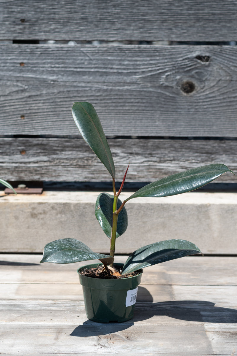 Ficus elastica in grow pot in front of grey wood background