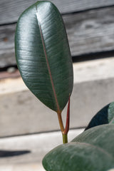 Close up of ficus elastica leaf