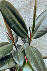 Close up of Ficus elastica