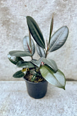 Ficus elastica 'rubber tree' in front of grey background