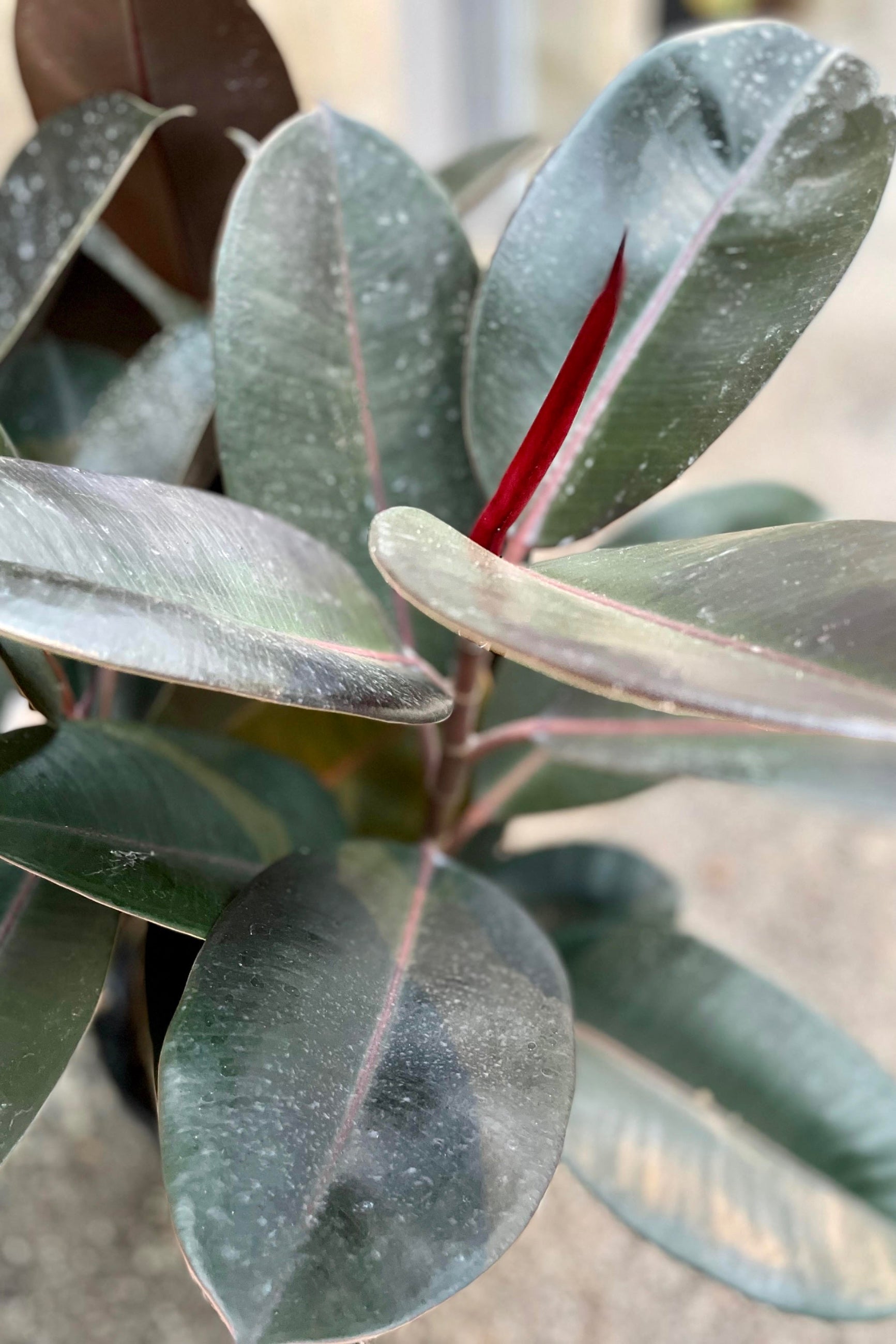 Close-up of Ficus elastica leaves showing broad shape and shiny texture with a reddish stem. ©Sprout Home