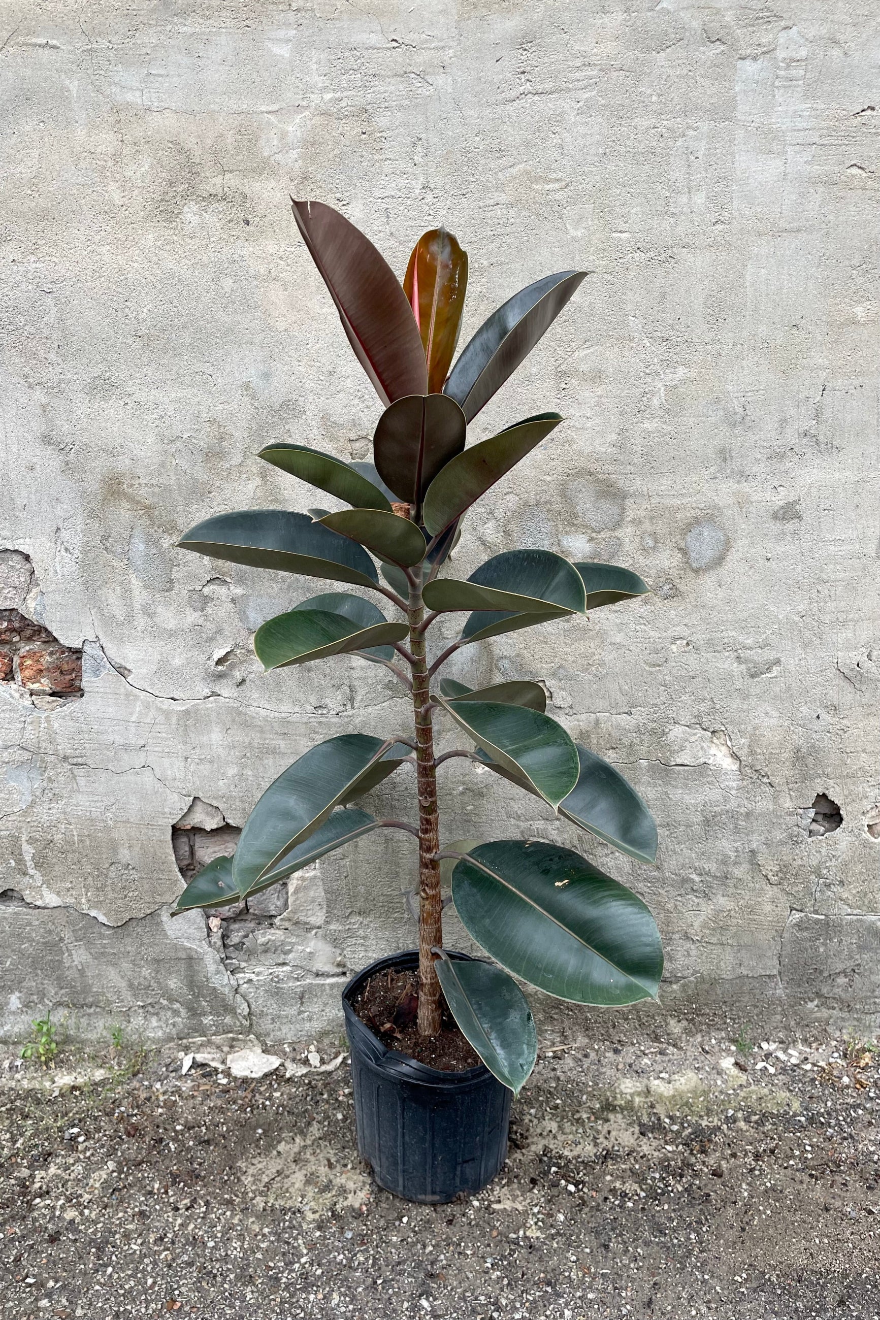 Ficus elastica 'Burgundy' standard form with a 10" black growers pot against a grey wall ©Sprout Home
