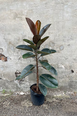 Ficus elastica 'Burgundy' standard form with a 10" black growers pot against a grey wall