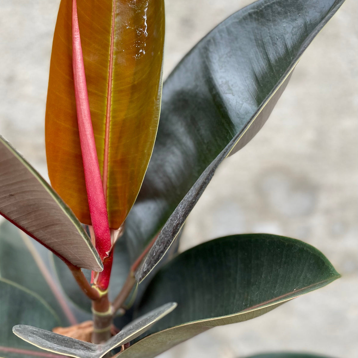 burgundy rubber tree toxic to cats Ficus elastica 'Burgundy' standard form 10" at SPROUT HOME