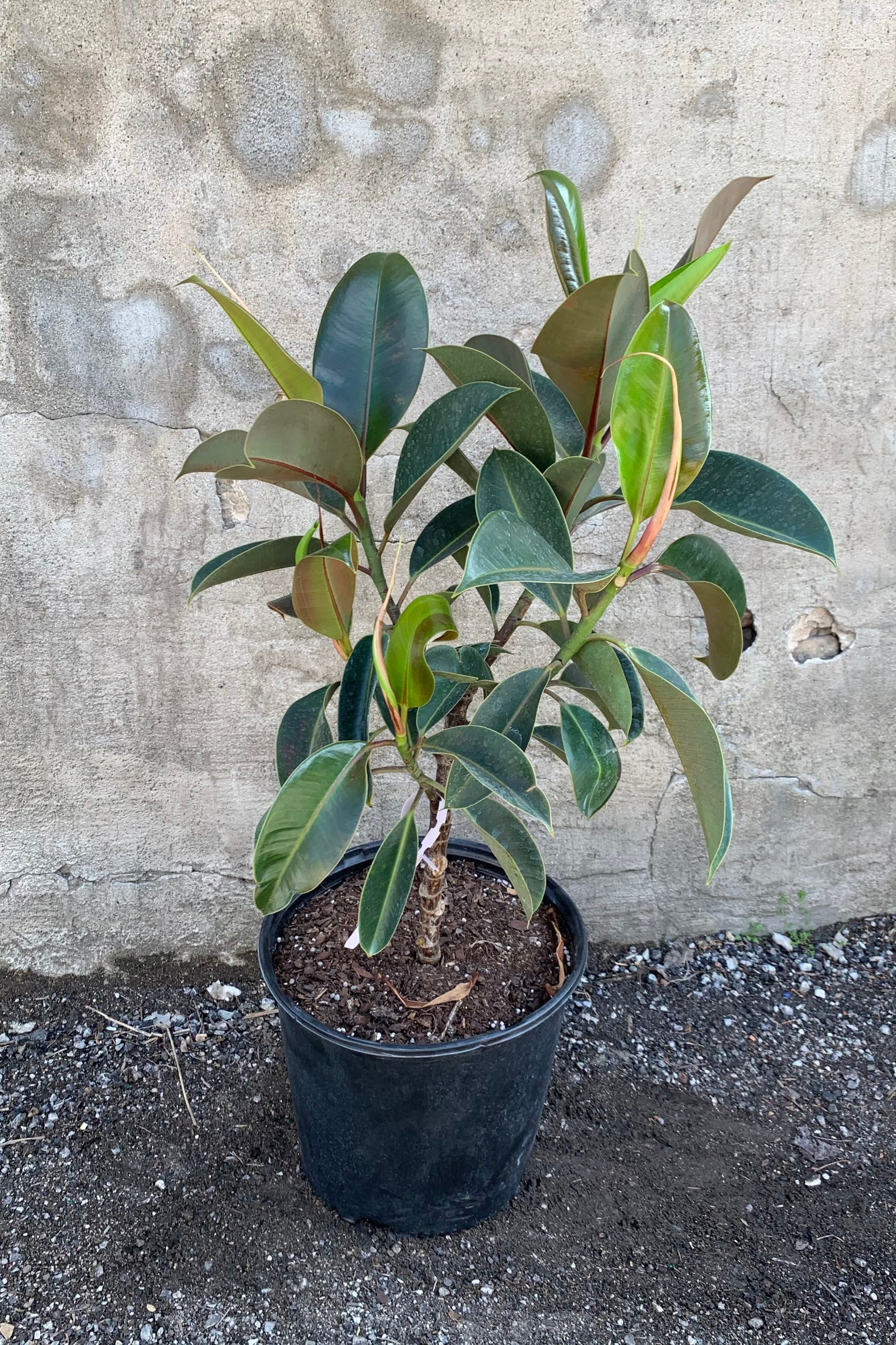 Ficus elastica 'Melany' in a ten inch pot.  ©Sprout Home