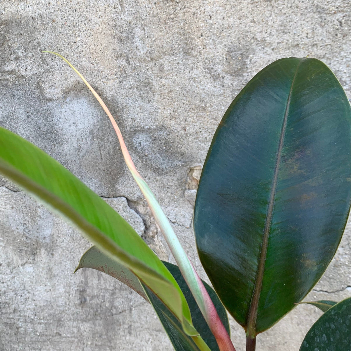 melany rubber tree Ficus elastica 'Melany' 10" at SPROUT HOME