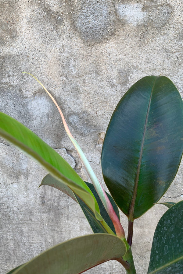 Ficus elastica 'Melany' detail shot against a grey wall. 