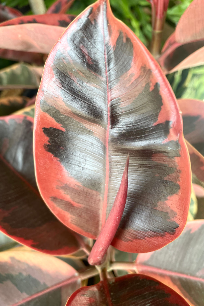 A detailed view of the leaf of Ficus elastica 'Ruby' 14" 