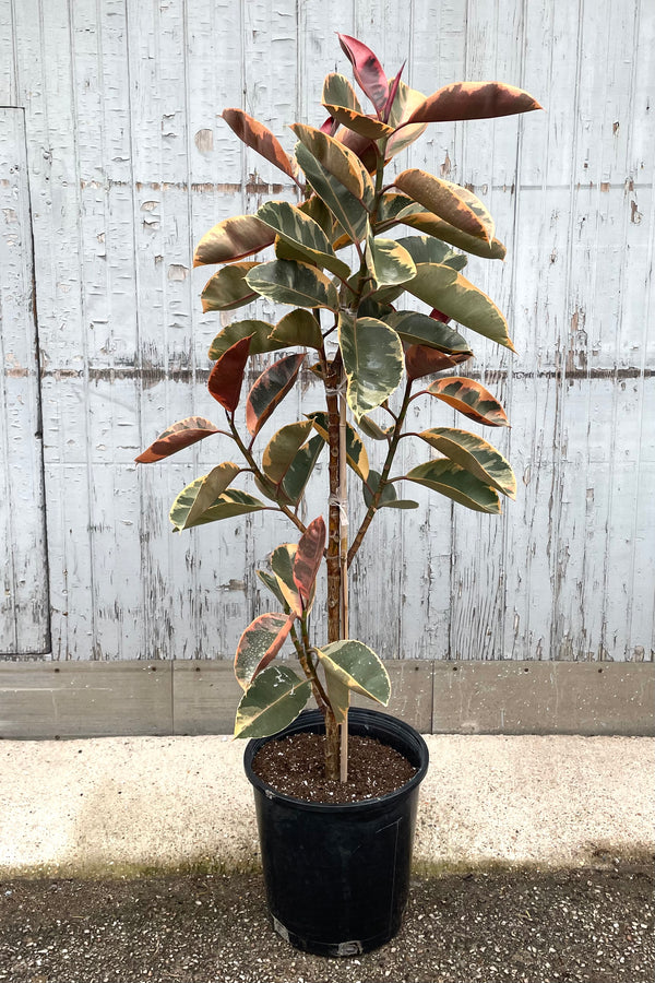 A character formed Ficus elastic 'Ruby' in a 14" growers pot at Sprout Home. 