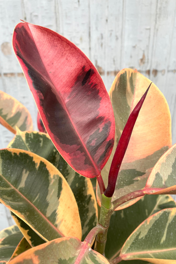 An up close picture of the bright variegated leaves of the Ficus elastica 'Ruby' at Sprout Home.