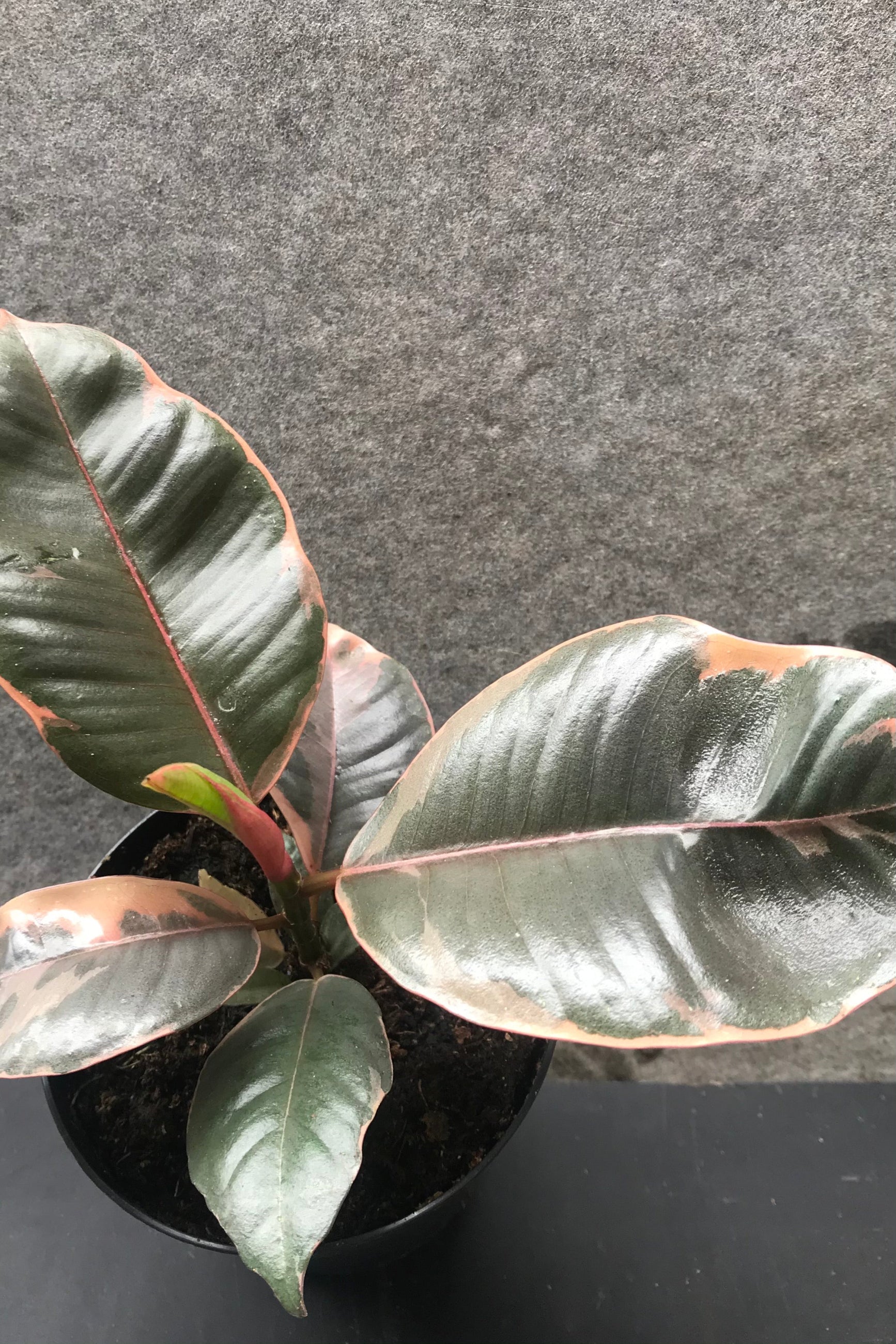 Ficus elastica 'ruby' in 4 inch pot against grey wall ©Sprout Ho9me