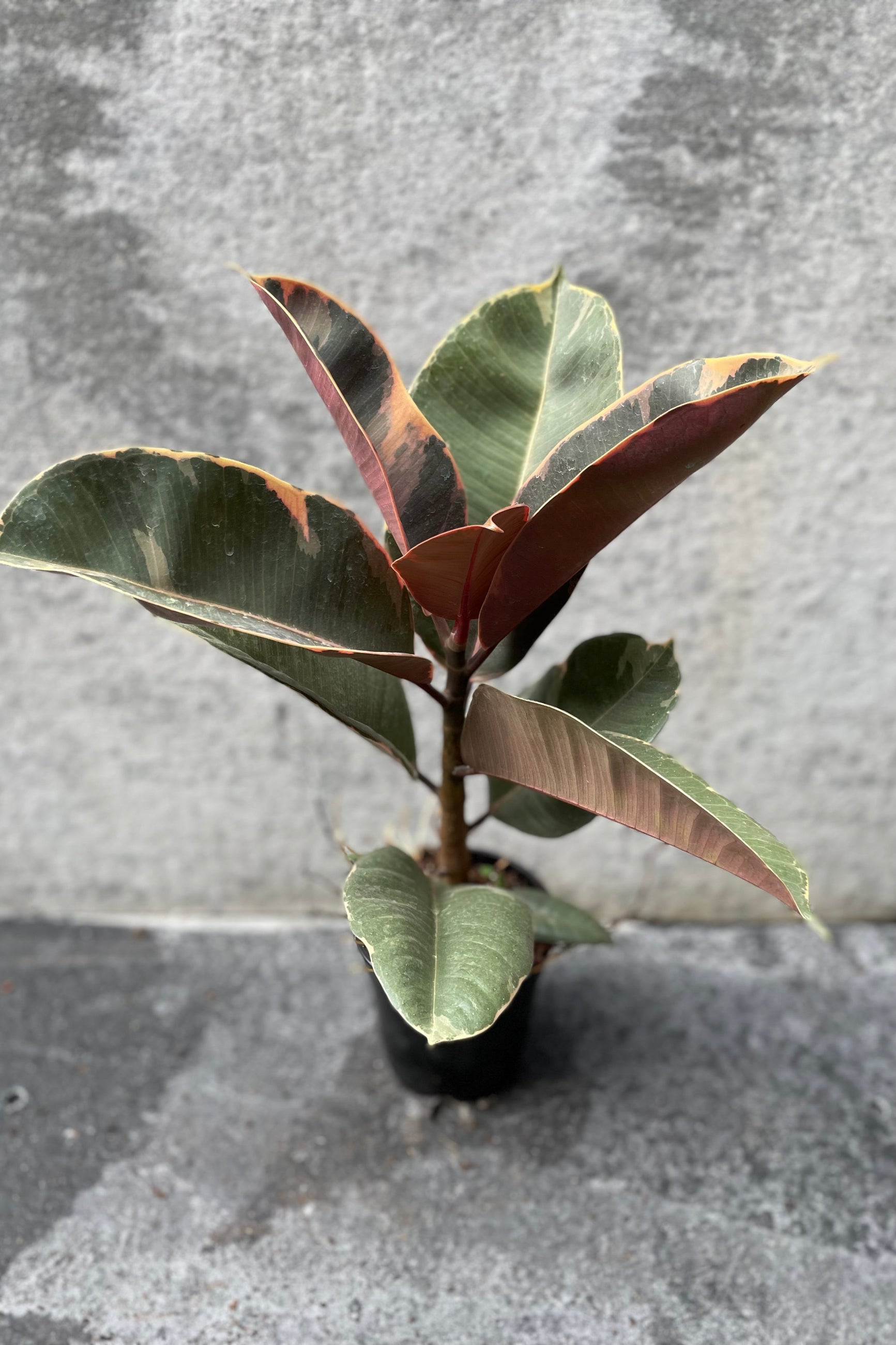 Ficus elastica 'Ruby' in grow pot in front of grey background ©Sprout Home