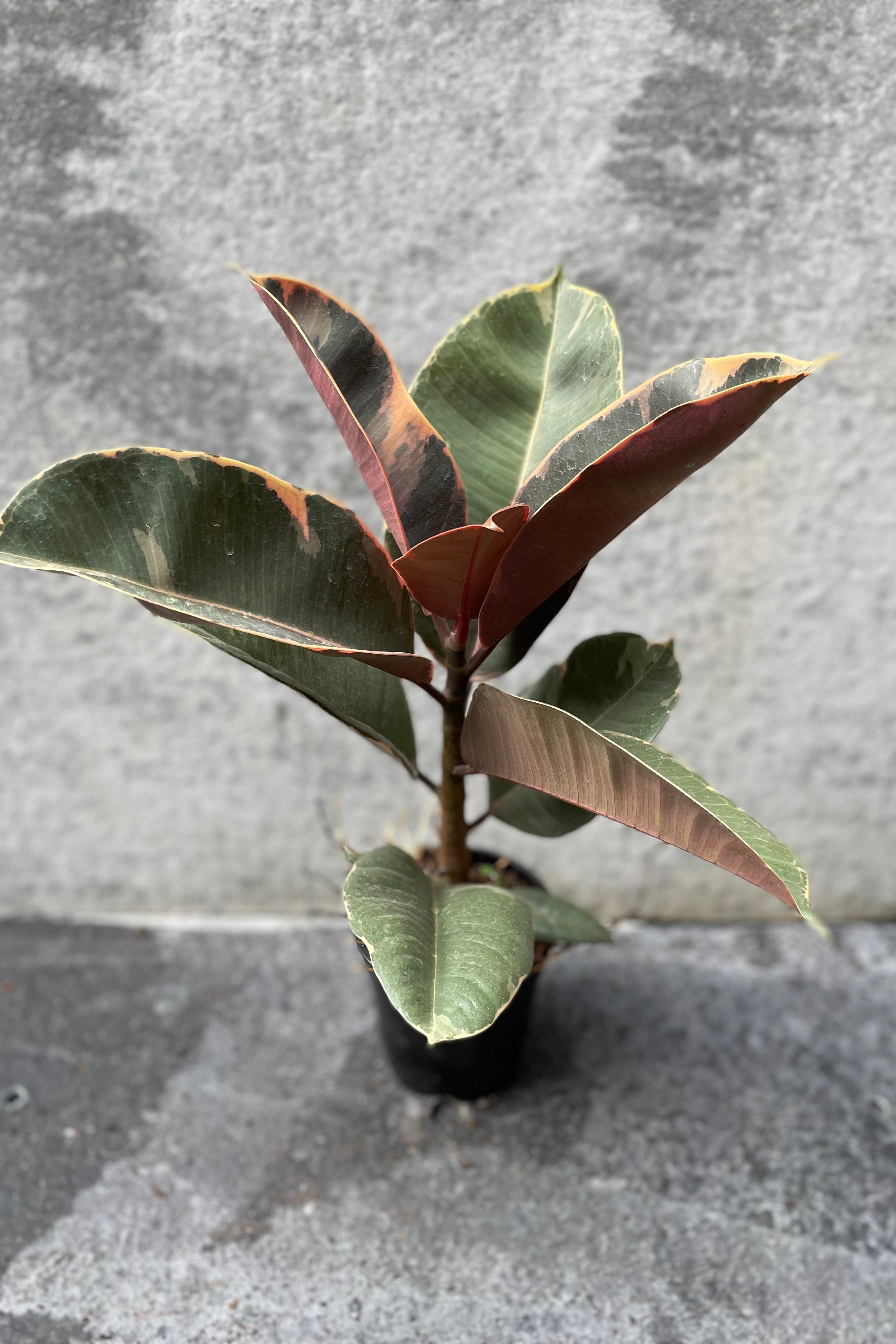 Ficus elastica 'Ruby' in grow pot in front of grey background