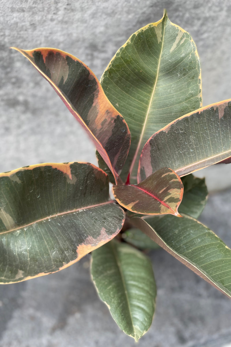 Close up of Ficus elastica 'Ruby' leaves